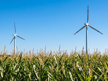 zwei Windräder in einem Maisfeld Zwei Windräder ragen hinter einem hohen Maisfeld in den klaren blauen Himmel. Die Szene wirkt sonnig und ruhig.