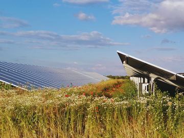 Blühwiese am Solarpark Neugattersleben Blühwiese am Solarpark Neugattersleben